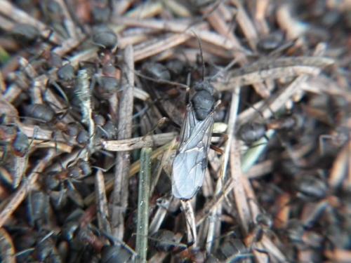 Réf. 107 821 : Formica pratensis