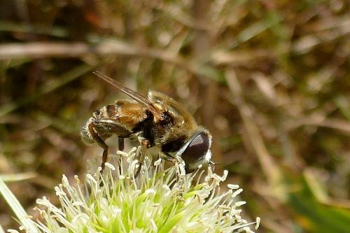 Réf. 107 916 : Merodon trochantericus
