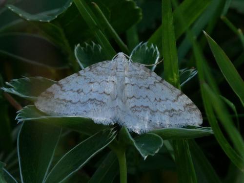 Réf. 107 975 : Mesotype verberata