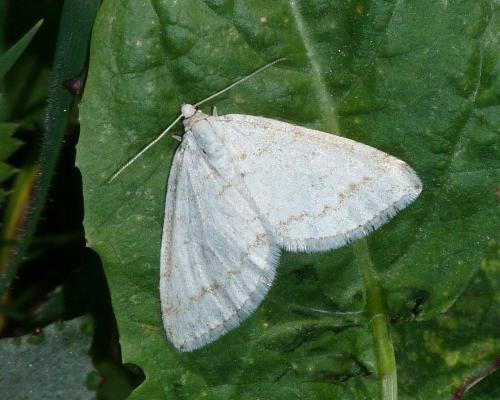 Réf. 107 974 : Mesotype verberata