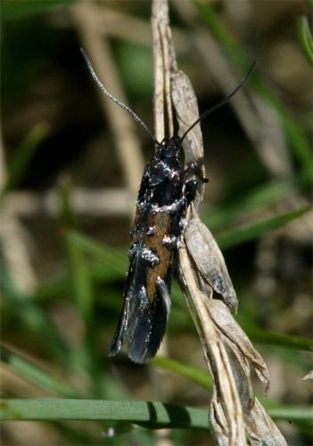 Pancalia schwarzella