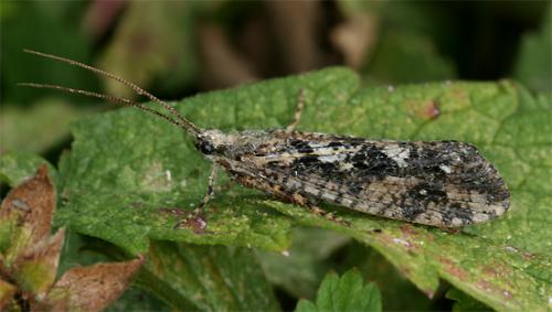 Agrypnia varia