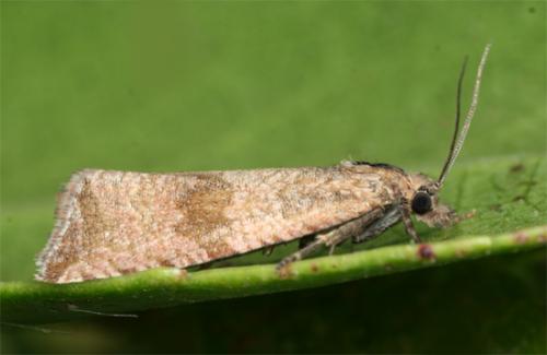 Réf. 107 796 : Celypha striana