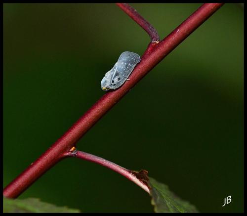 Metcalfa pruinosa
