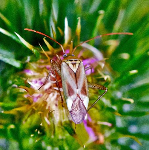 Réf. 107 477 : Adelphocoris sp.
