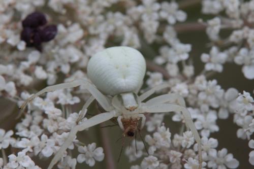 Misumena vatia