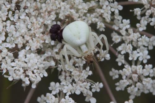 Misumena vatia