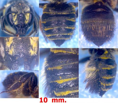 Réf. 107 646 : Megachile apicalis