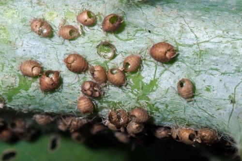 Aphis ruborum