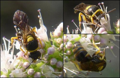 Hylaeus pictus