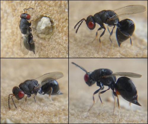Réf. 107 993 : Eurytoma sp.