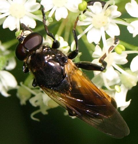 Réf. 107 268 : Myolepta dubia
