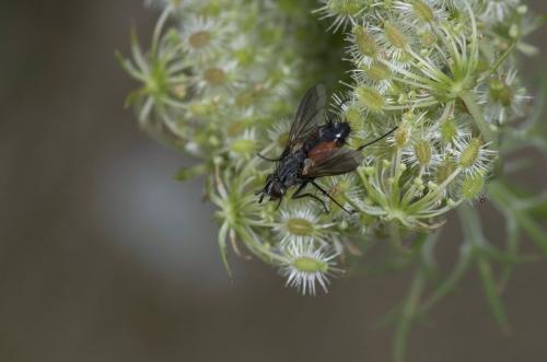 Réf. 107 432 : Eriothrix rufomaculata