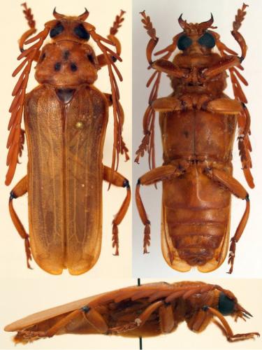 Neoclosterus curvipes