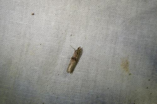 Nephopterix angustella