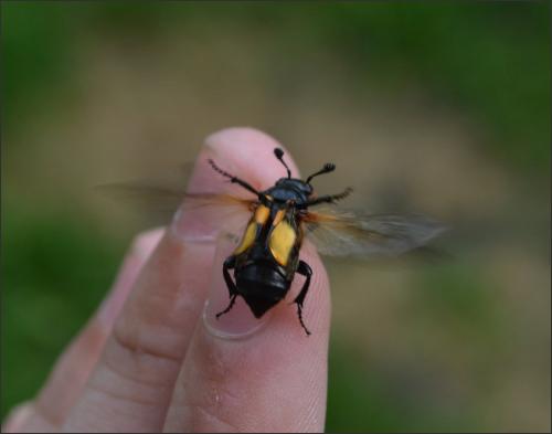 Nicrophorus vespilloides
