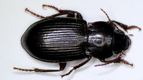 Amara cardui graja