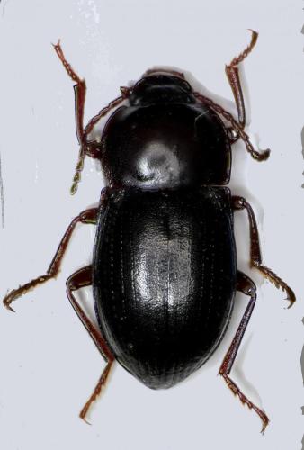 Réf. 107 133 : Nalassus convexus