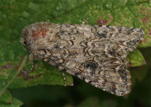 Réf. 107 746 : Anarta trifolii