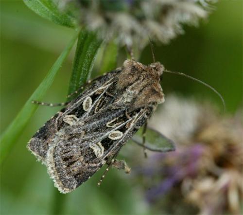 Réf. 107 937 : Chersotis sp.