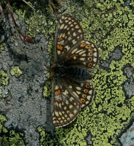 Euphydryas aurinia