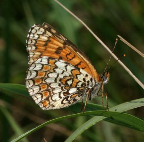 Réf. 107 938 : Melitaea phoebe
