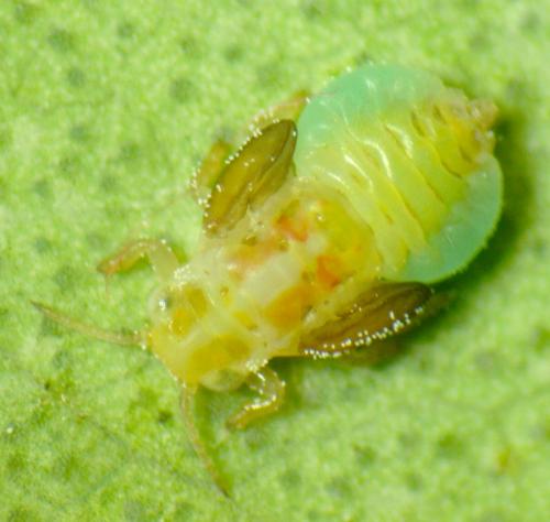 Réf. 107 873 : Glycaspis brimblecombei