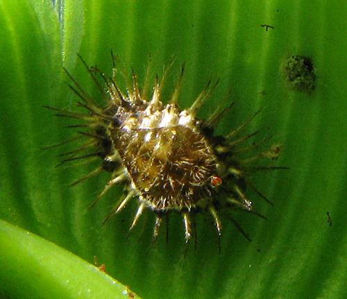 Réf. 107 187 : Chilocorus nigritus