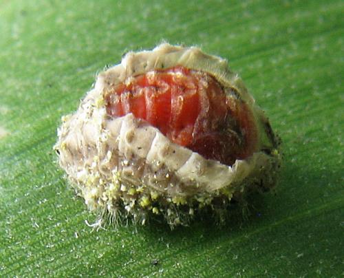 Rodolia chermesina