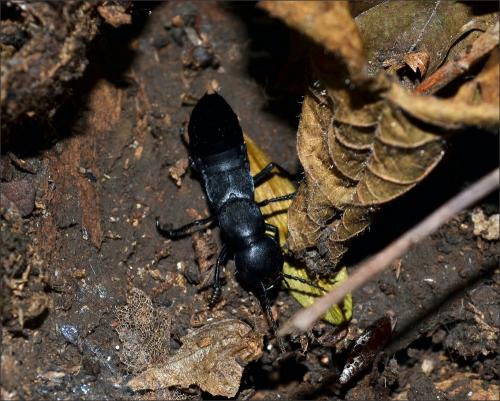 Ocypus sp.
