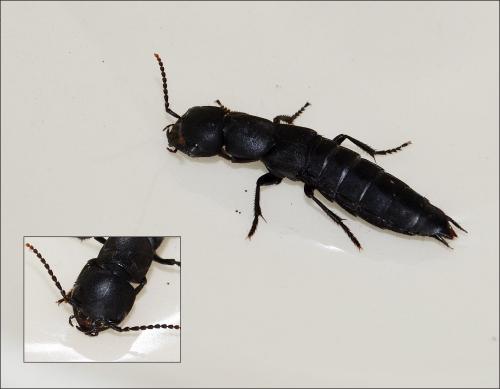 Ocypus sp.