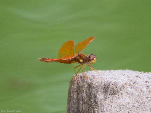 Perithemis tenera