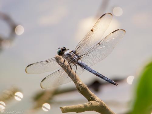 Réf. 107 619 : Libellula vibrans