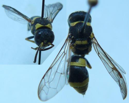 Ancistrocerus sp.