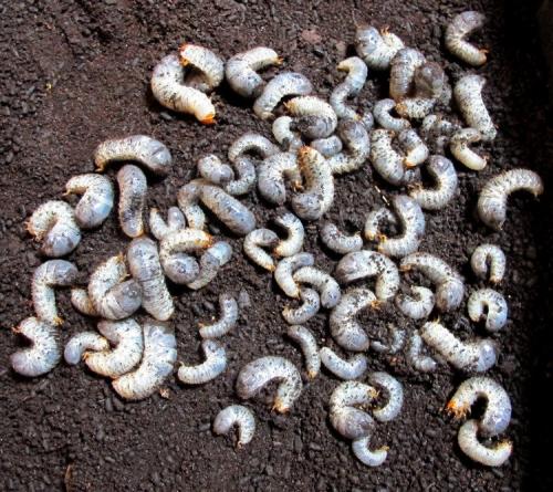 Osmoderma eremita