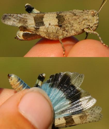Oedipoda caerulescens caerulescens