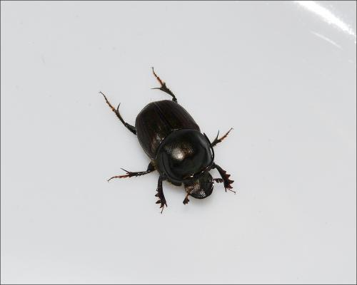 Onthophagus illyricus