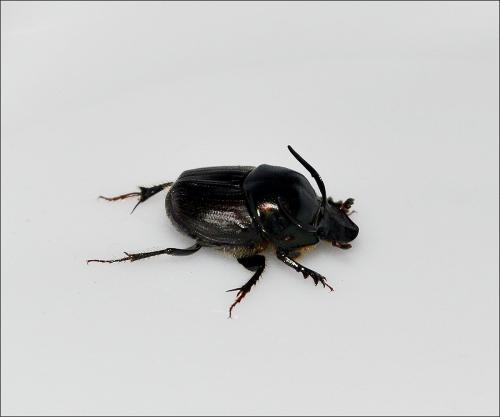 Onthophagus illyricus