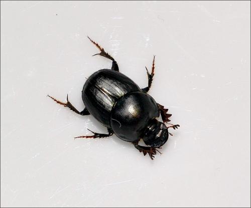 Réf. 107 844 : Onthophagus taurus