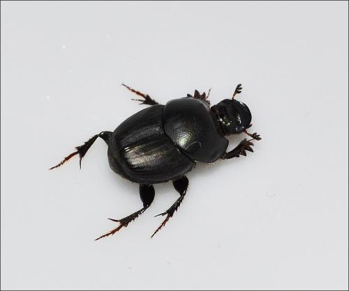 Onthophagus taurus