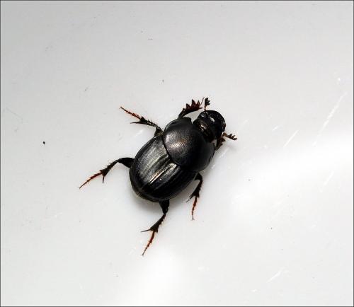 Onthophagus taurus