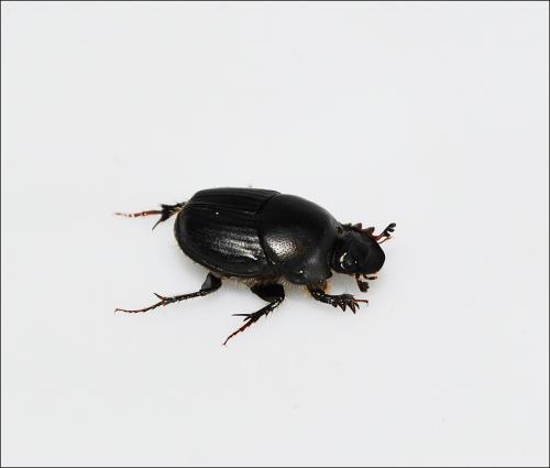 Réf. 107 846 : Onthophagus taurus