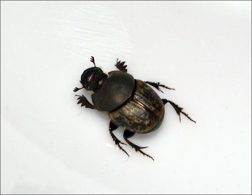 Réf. 107 925 : Onthophagus medius