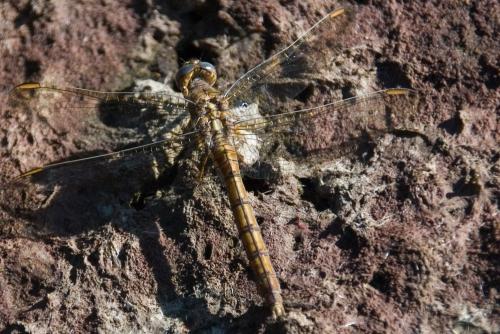 Orthetrum sp.