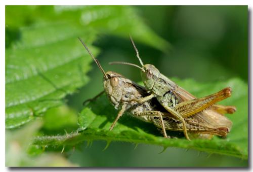 Chorthippus apricarius apricarius