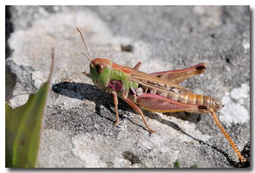 Réf. 107 651 : Stenobothrus nigromaculatus nigromaculatus