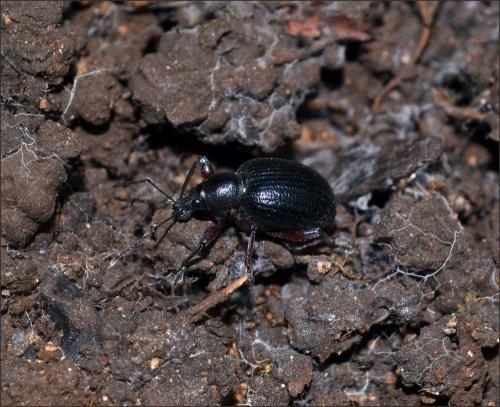 Réf. 107 367 : Otiorhynchus tenebricosus