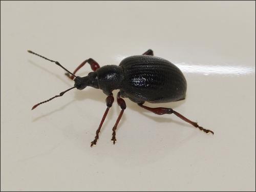 Réf. 107 368 : Otiorhynchus tenebricosus