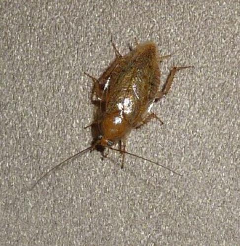 Ectobius pallidus