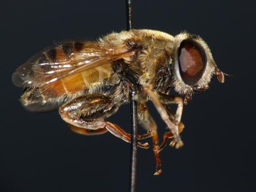 Réf. 107 396 : Merodon trochantericus